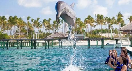 Punta Cana Dolphin Adventure: 40-Minute Interaction — Guided tour and outdoor activity