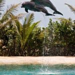 Setkání s delfíny v Ocean World, Puerto Plata — Guided tour and outdoor activity