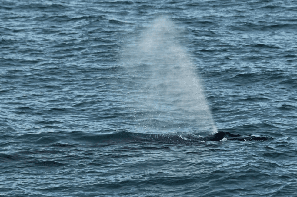 Où les baleines à bosse passent du temps dans la baie de Samaná