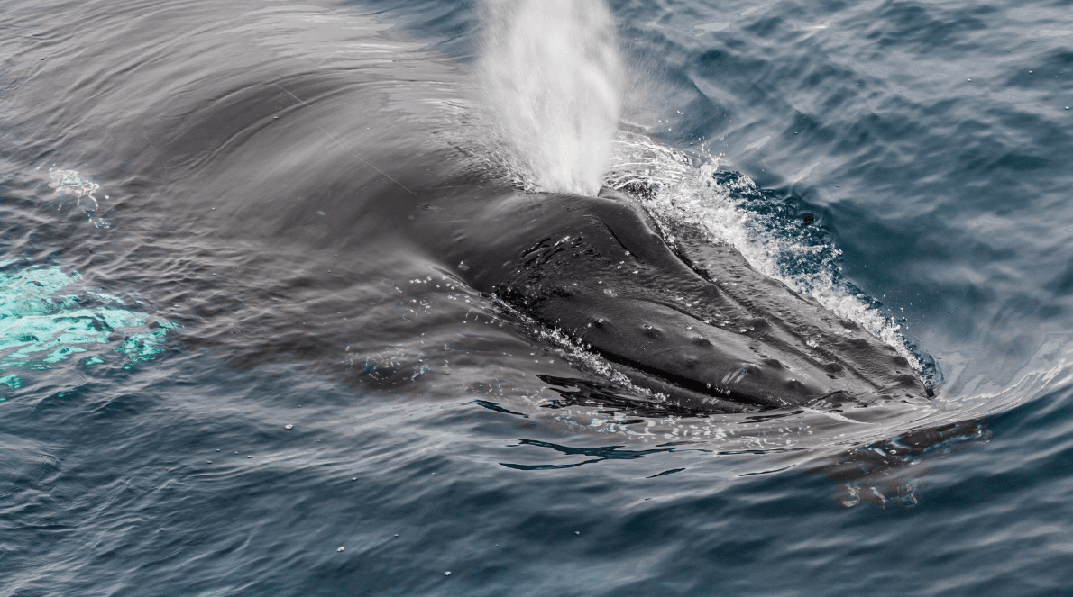 Pourquoi les baleines à bosse arrivent à des moments différents à Samaná
