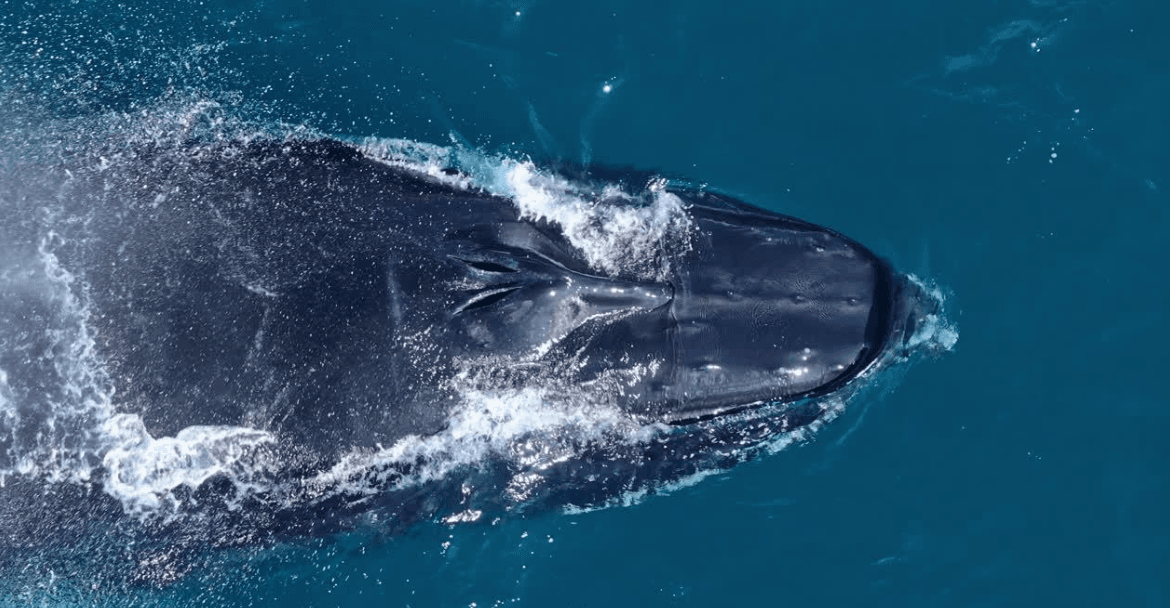 Comment les scientifiques comptent les baleines à bosse dans la baie de Samaná