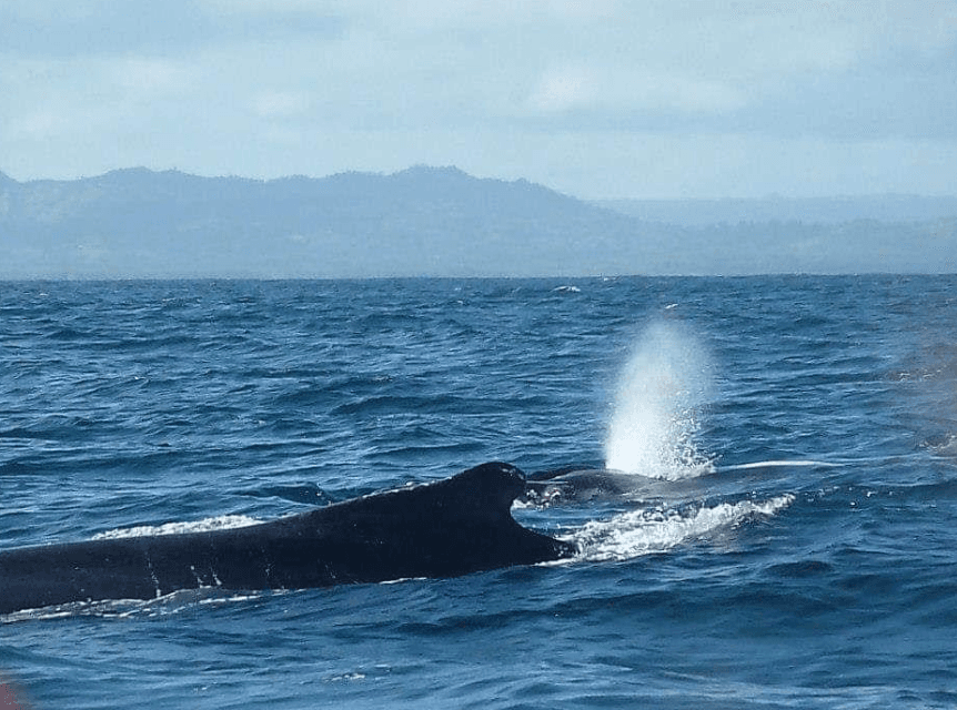 Navigation des baleines à bosse : comment elles trouvent les Caraïbes