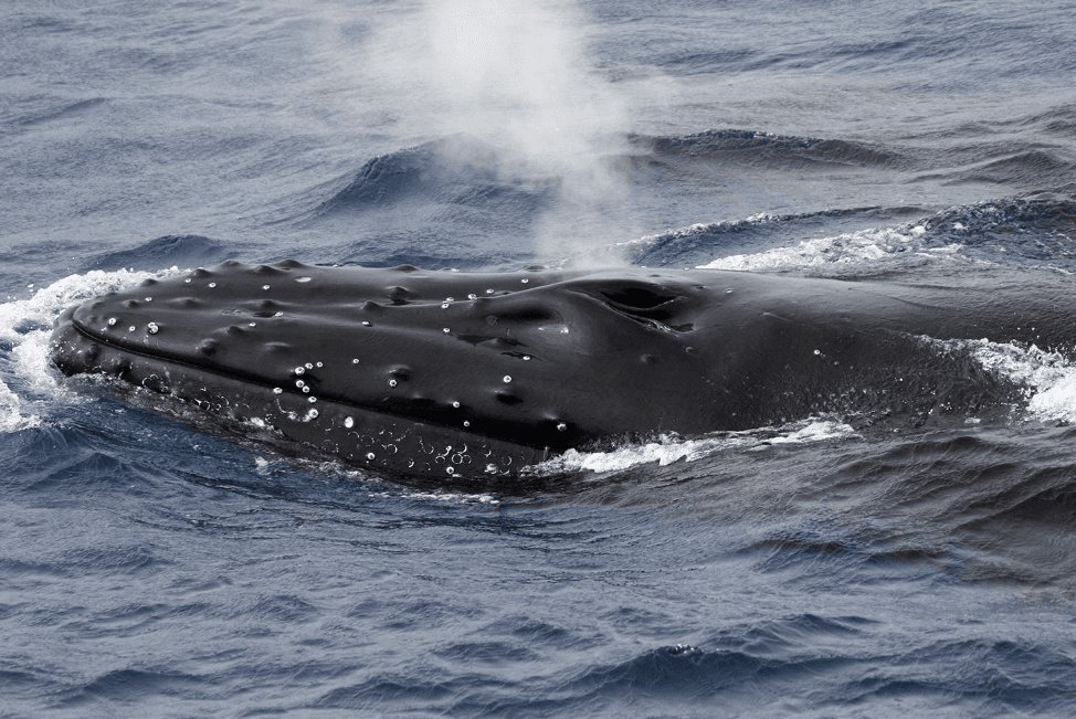 La reproduction des baleines à bosse dans la baie de Samaná expliquée