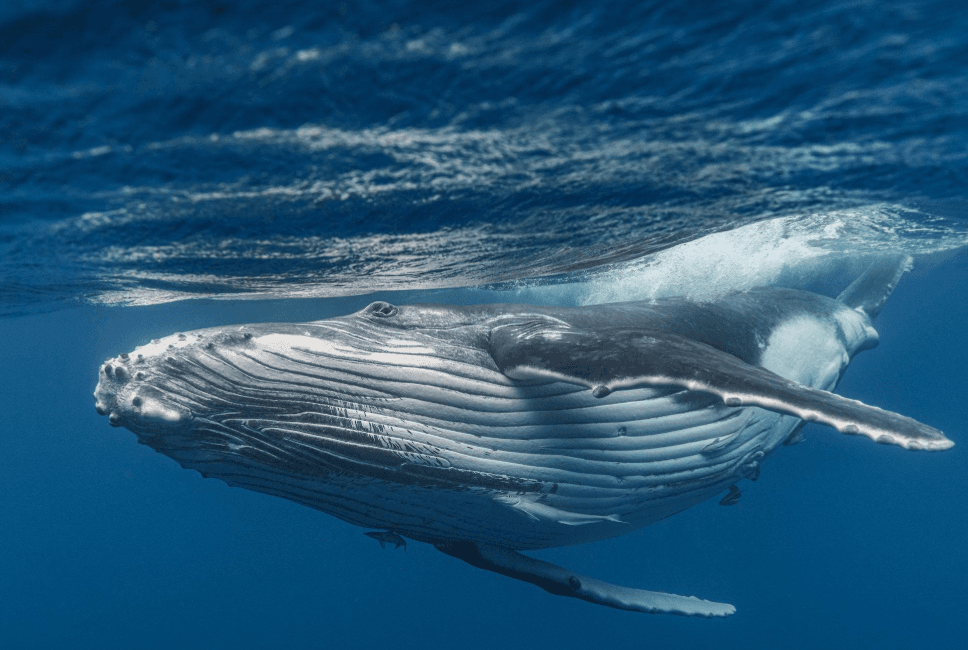 Comment les scientifiques estiment l’âge des baleines à bosse