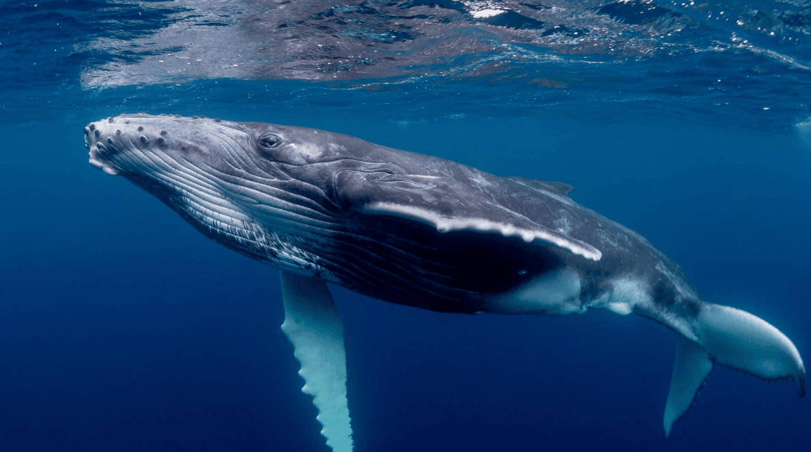 Do Humpback Whales Prefer Certain Areas of Samaná Bay?