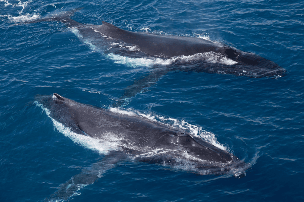 Comment les photos de baleines aident à suivre la migration des baleines à bosse