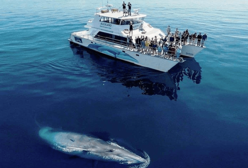 Douves de queue de baleine à bosse dans la baie de Samaná : ce qu'il faut savoir