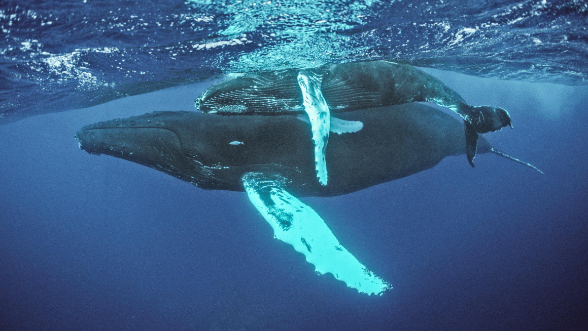 How Humpback Whales Change Routes in Samaná Bay