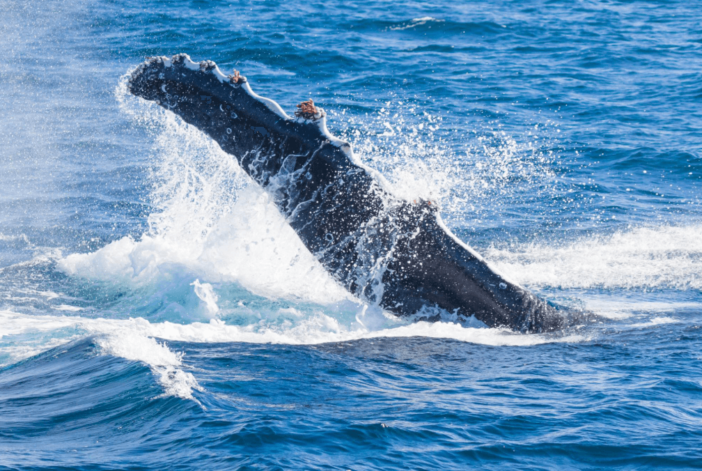 Aucune baleine vue à Samaná ? Ce que les voyageurs devraient savoir
