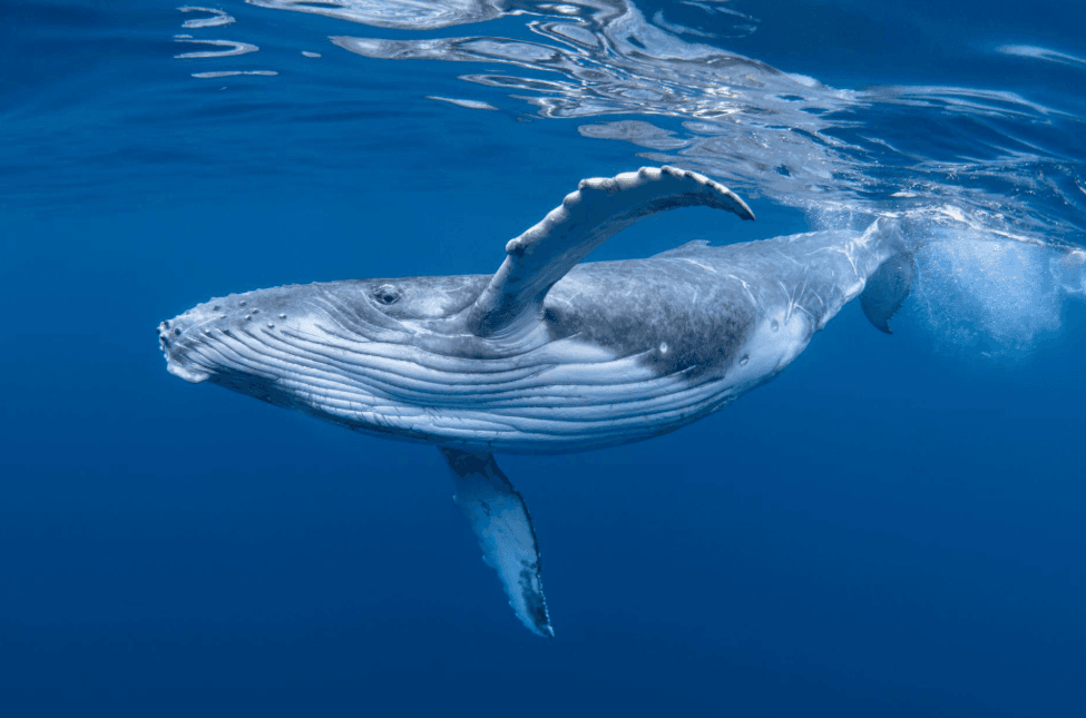 Pourquoi l'océan semble-t-il argenté lors de l'observation des baleines dans la baie de Samaná ?