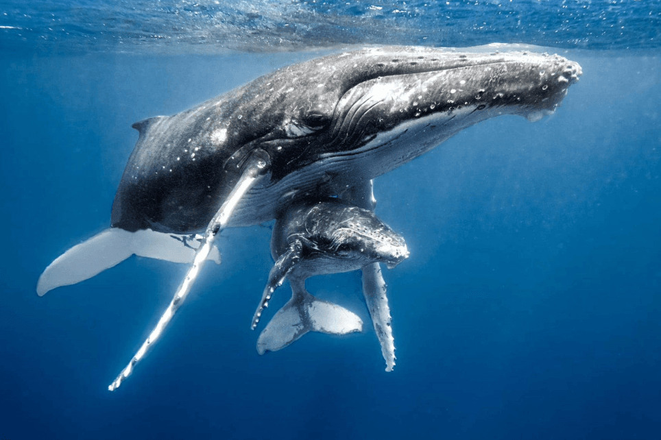 How Scientists Detect Unusual Humpback Whale Sounds