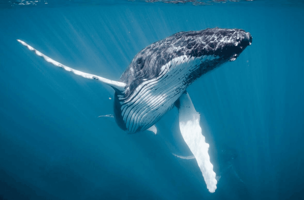 How to Identify Humpback Whale Feeding Behavior in Samaná Bay