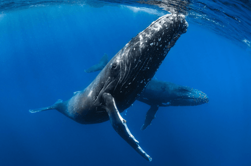 Why Do Humpback Whales Have Such Long Pectoral Fins? - Samaná Whale Sanctuary Guide