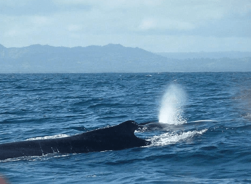Why Humpback Whales Pause Briefly at the Surface
