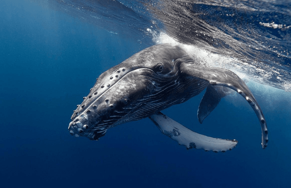 Why Do Humpback Whales Roll Over at the Surface in Samaná Bay?