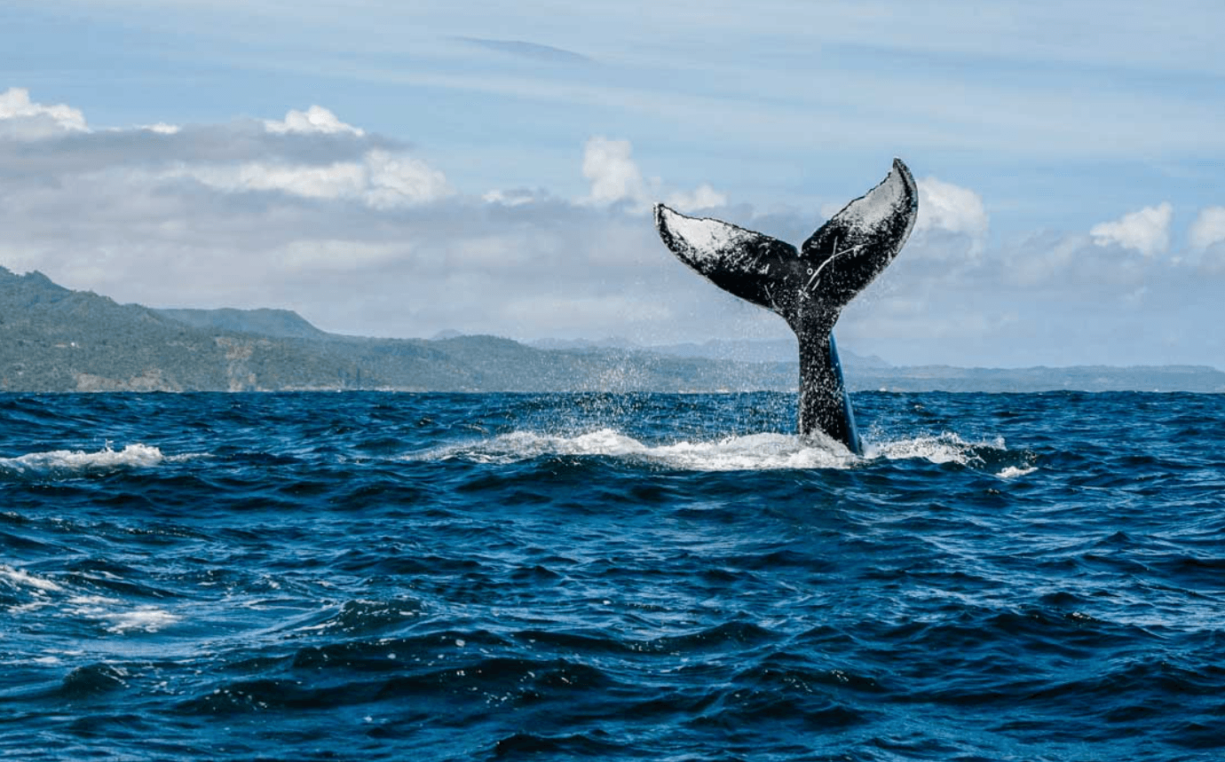 Small boat excursion navigating mangrove channels and wildlife in Whale watching samana santuary