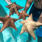 Celý den na ostrově Saona s vyzvednutím ve vašem hotelu Punta Cana — Guided tour and outdoor activity