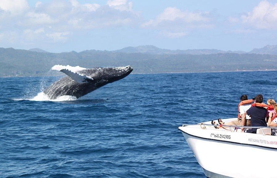 Whale Watching from Punta Cana: Half-Day Tour — Guided tour and outdoor activity