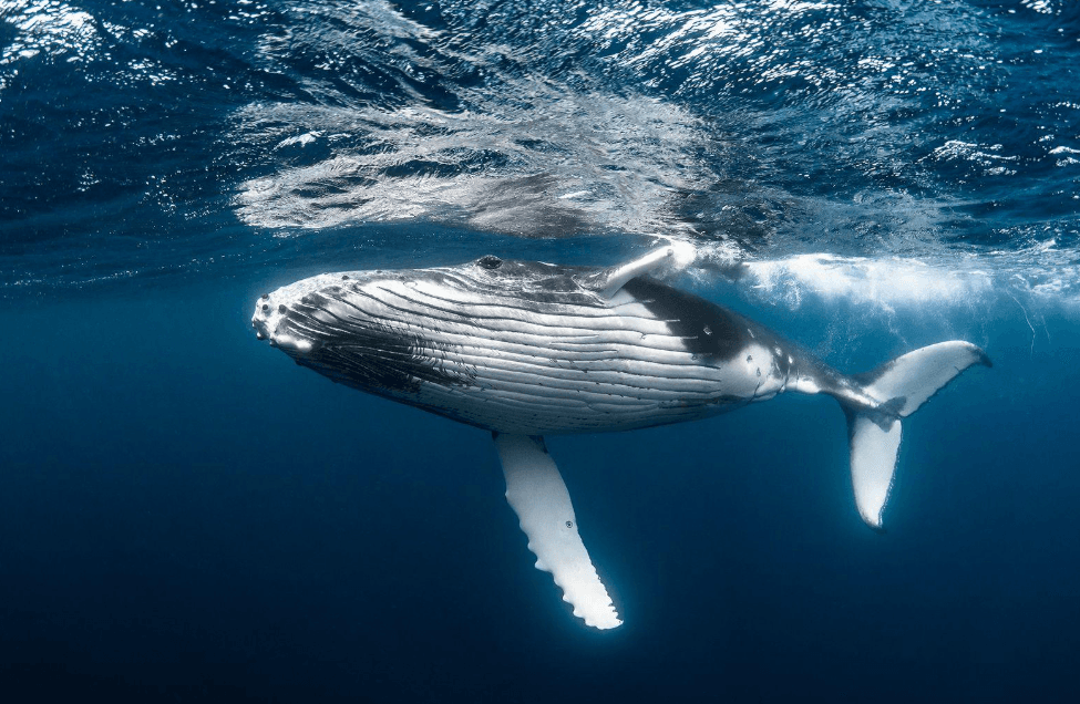 Do Humpback Whales Return to Samaná Bay Every Year?