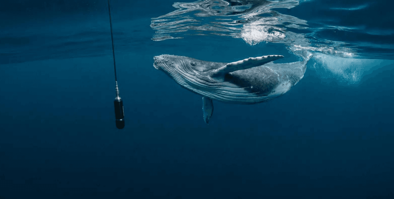 How Long Do Humpback Whales Stay in Samaná Bay?