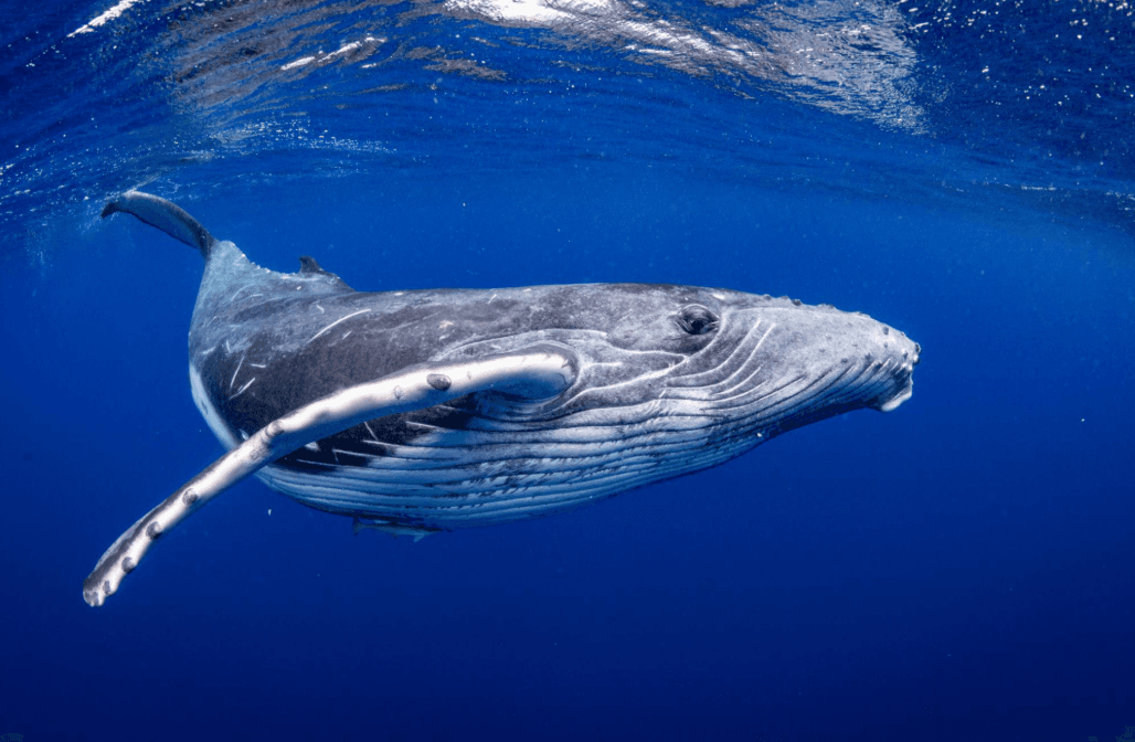 How Scientists Identify Humpback Whales by Tail Flukes