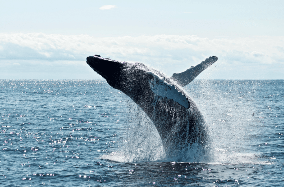 Samaná Whale Watching 2027: Kompletní průvodce pro návštěvníky