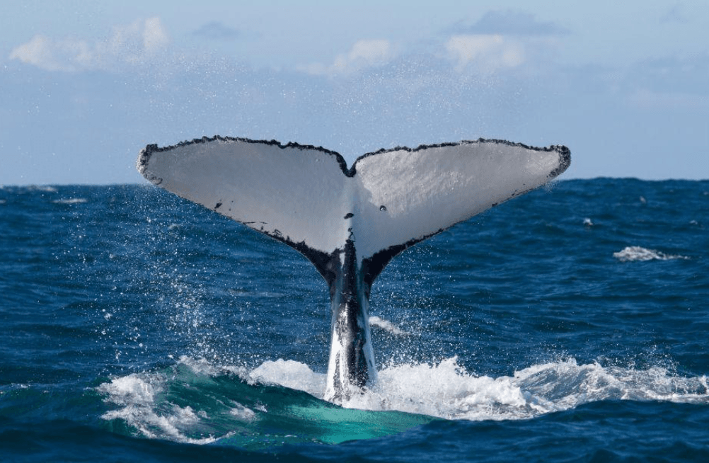 How Scientists Estimate Humpback Whale Calf Age in Samaná