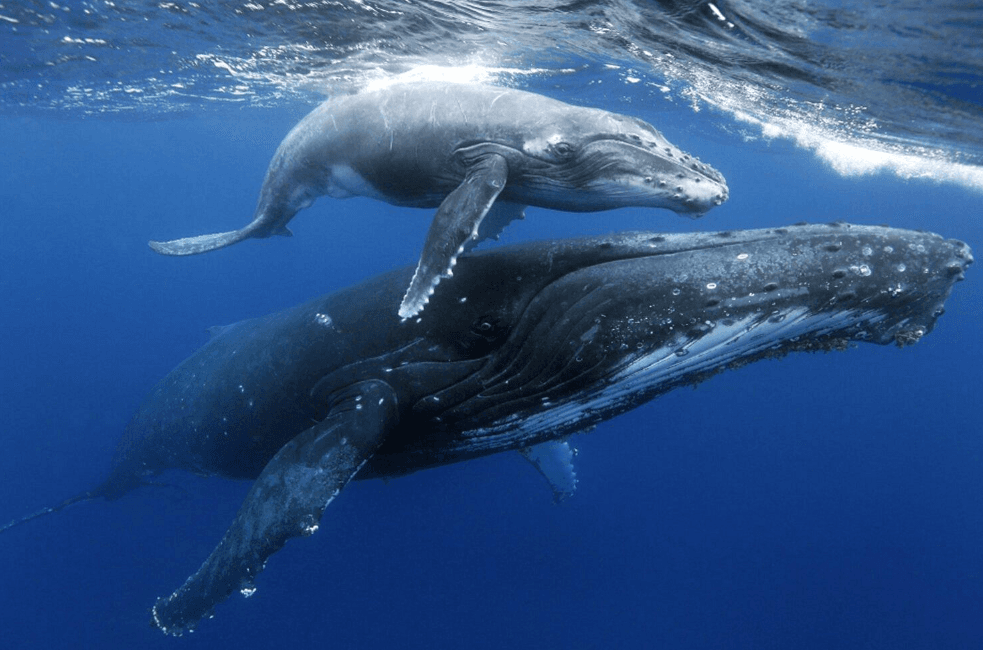 Whale Watching from Santo Domingo to Samaná: Guide