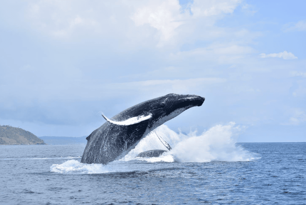 Best Time of Day for Whale Watching in Samaná