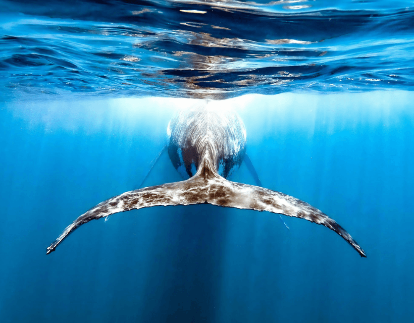 Why Humpback Whales Roll Sideways at the Surface