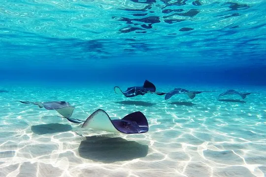 Four Adventures: Parasailing, Snorkeling Cruise, Sharks & Rays in Natural Pools from Punta Cana