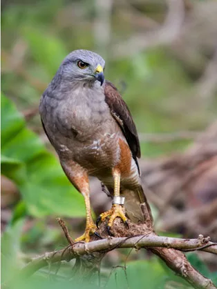 Excursión de Observación de Aves en el Parque Nacional Los Haitises - Image 3