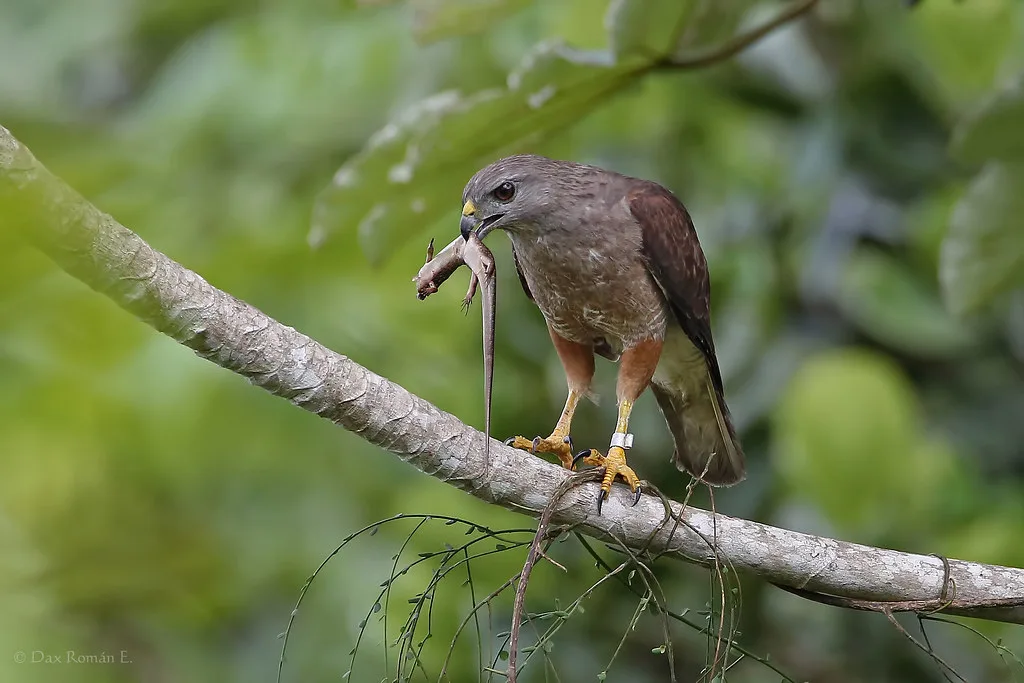 Excursión de Observación de Aves en el Parque Nacional Los Haitises - Image 7