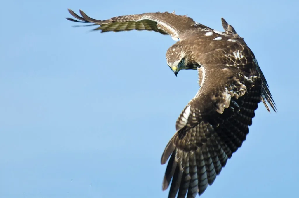Birdwatching Punta Cana - Birding Tours from Punta Cana to Los Haitises National Park - Image 41