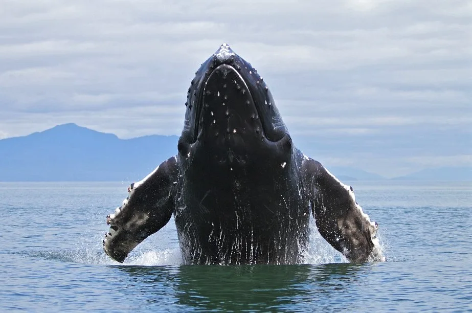 Half Day Whale Watching Samana in Catamaran-Morning - Image 9