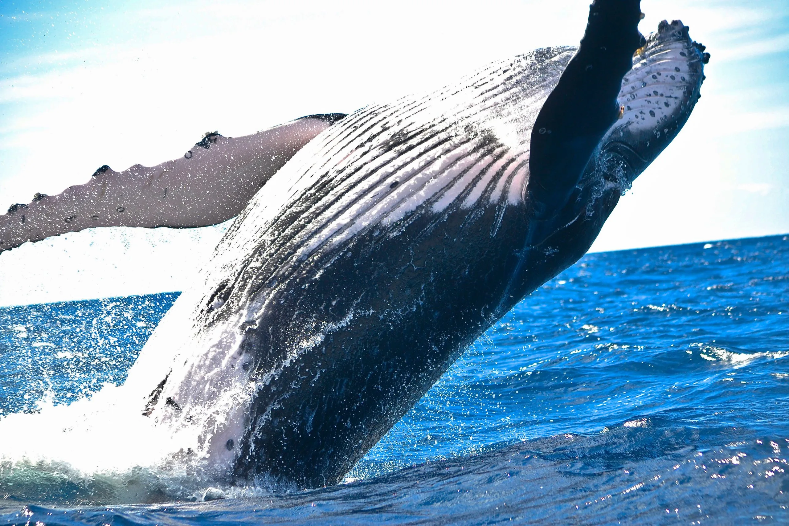 Samaná Whale Watching + Cayo Levantado (Bacardi Island). - Image 9