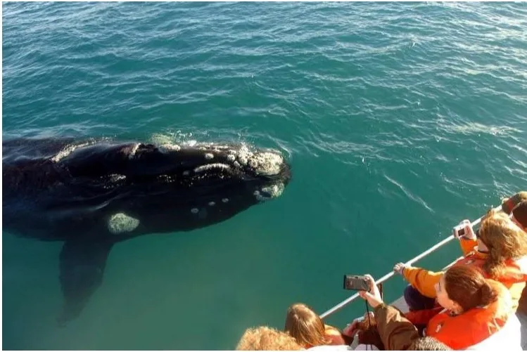 Half Day Whale Watching Samana in Catamaran-Morning - Image 4