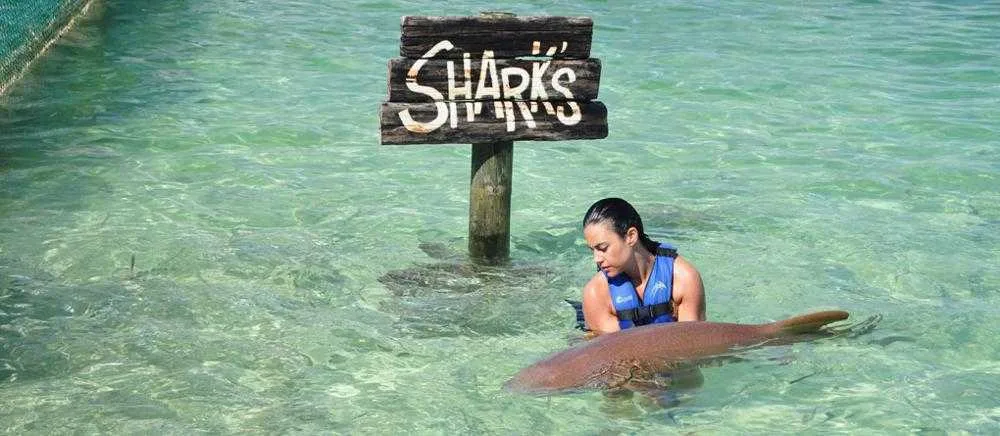 Four Adventures: Parasailing, Snorkeling Cruise, Sharks & Rays in Natural Pools from Punta Cana - Image 11