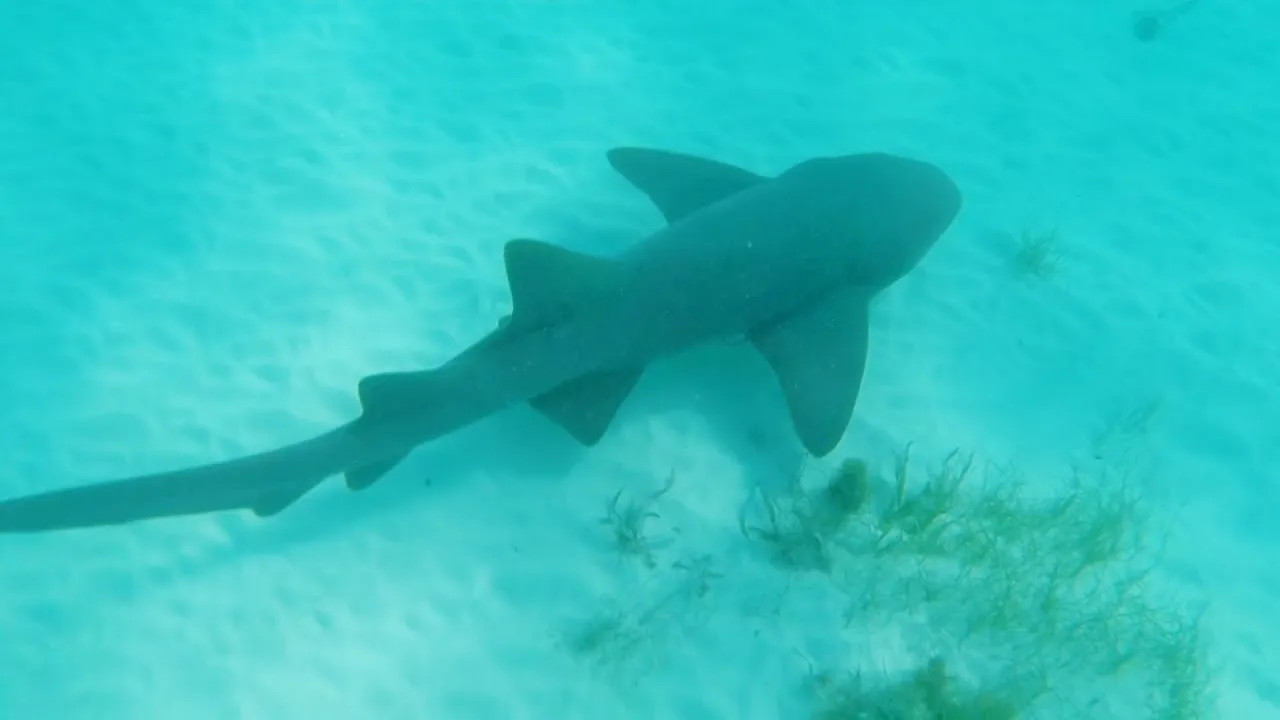Four Adventures: Parasailing, Snorkeling Cruise, Sharks & Rays in Natural Pools from Punta Cana - Image 9