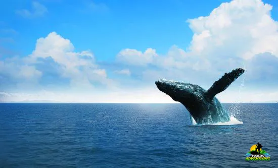 Excursion Whale Watching Samana bay + Cayo Levantado from Puerto Plata (Private Transportation)