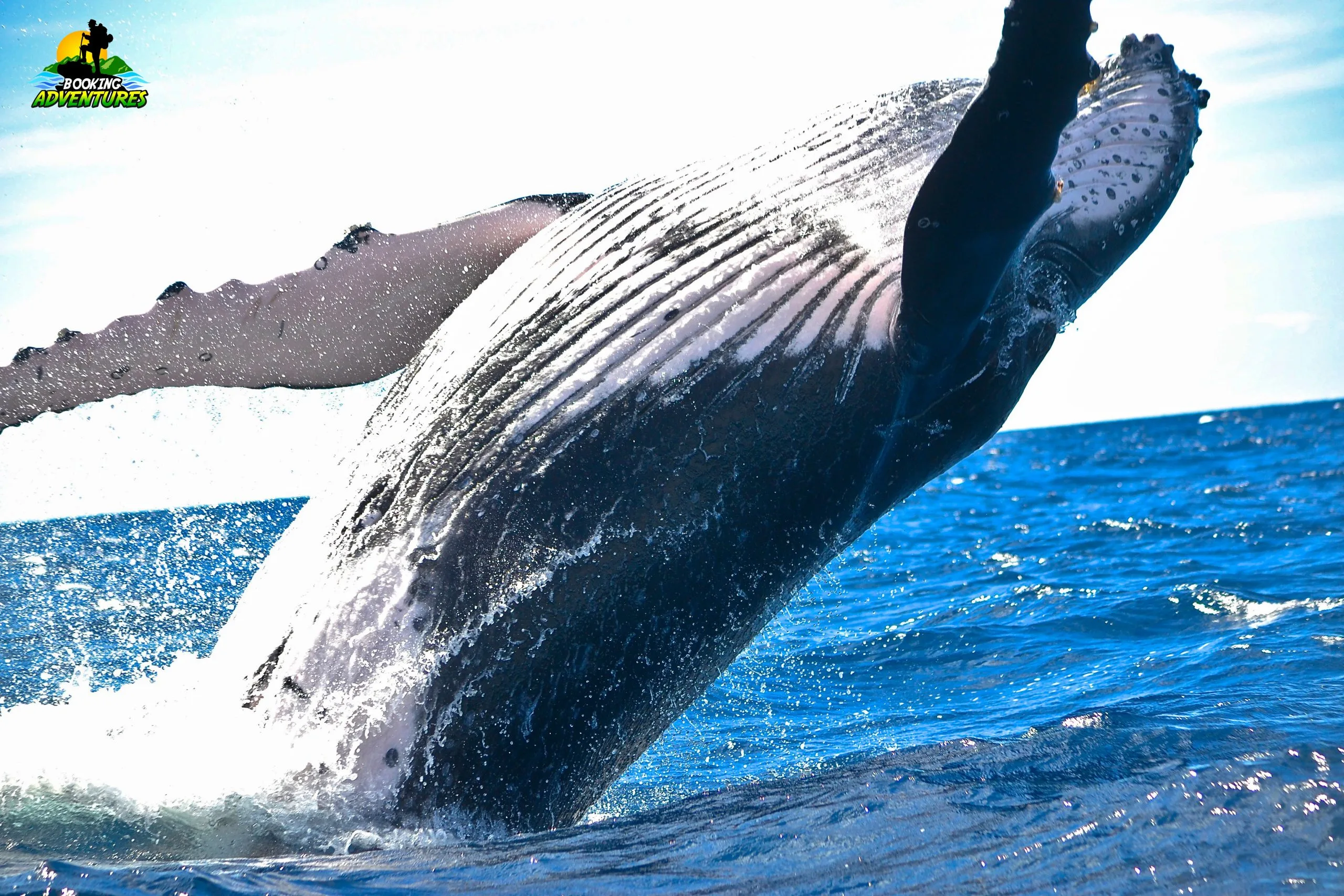 Excursion Whale Watching + Cayo Levantado from Punta Cana/Cap Cana (Private Tour ) - Image 8