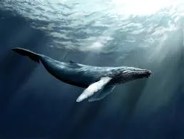 Excursion Whale Watching Samaná Bay + Caño Hondo + Los Haitises from Samaná port - 图片 23