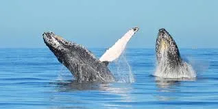 Excursion Whale Watching Samaná Bay + Caño Hondo + Los Haitises from Samaná port - 图片 22