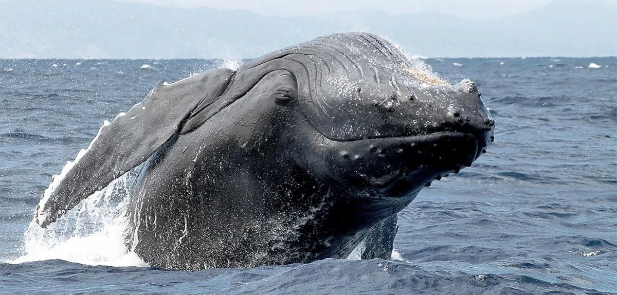 Excursion Whale Watching Samaná Bay + Caño Hondo + Los Haitises from Samaná port - 图片 20