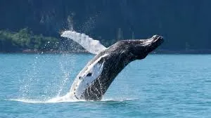 Excursion Whale Watching Samaná Bay + Caño Hondo + Los Haitises from Samaná port - 图片 19