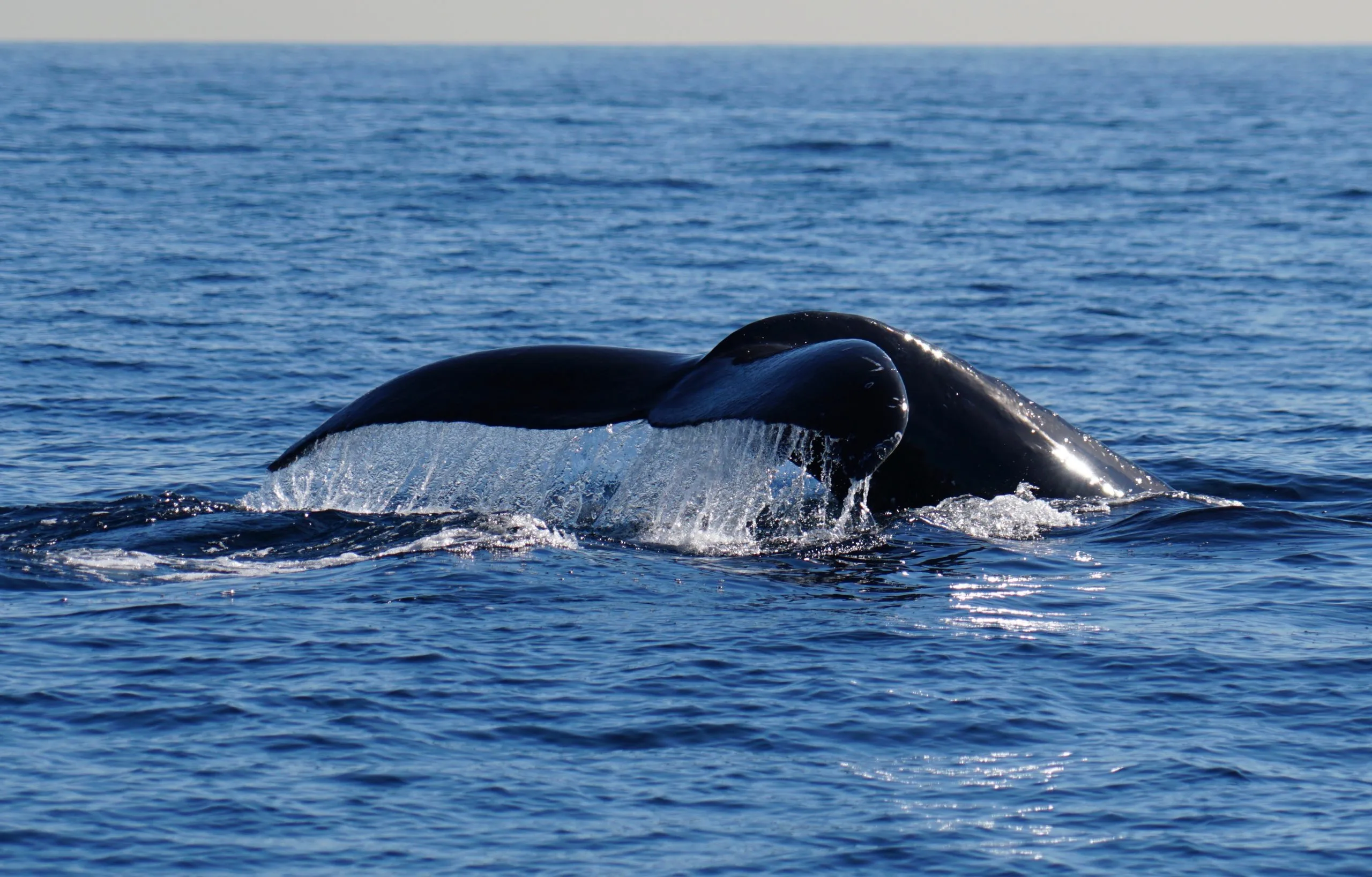 Excursion Whale Watching Samana bay + Cayo Levantado from Puerto Plata (Private Transportation) - Image 16
