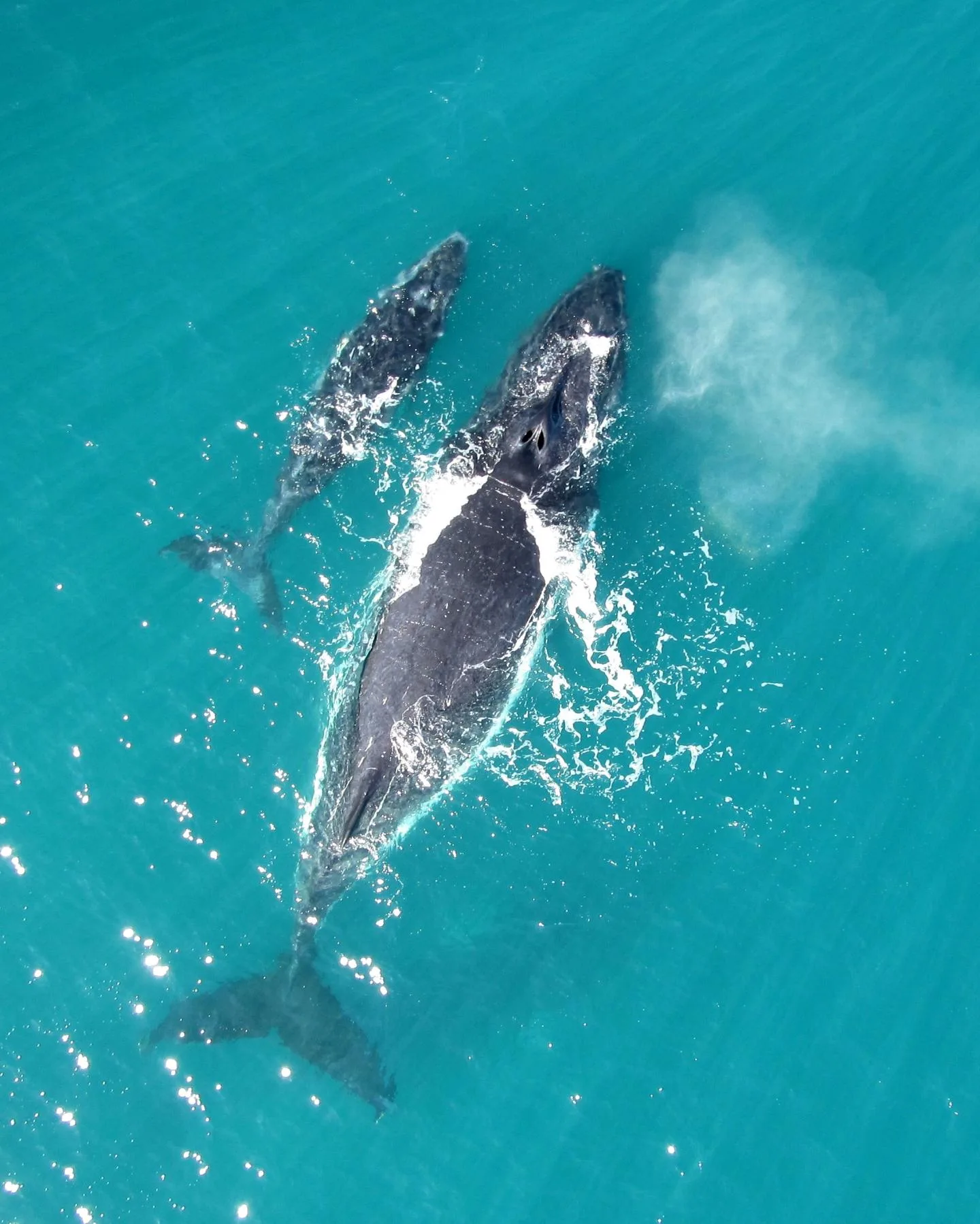 Excursion Whale Watching Samaná Bay + Caño Hondo + Los Haitises from Samaná port - 图片 10