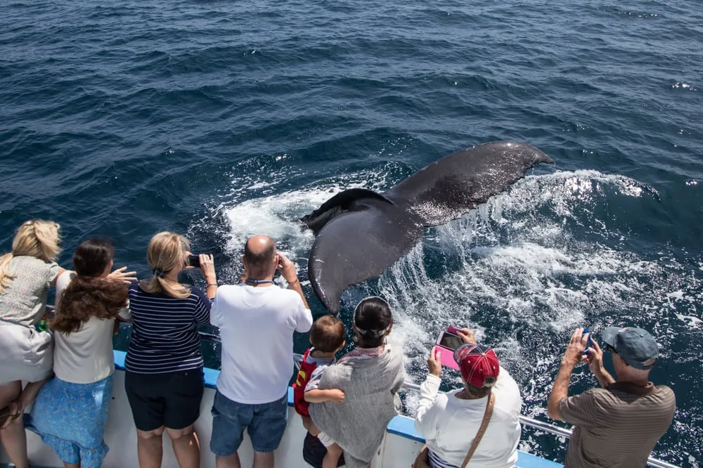 Excursion Whale Watching Samana bay + Cayo Levantado from Puerto Plata (Private Transportation) - Image 13