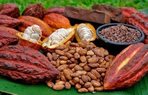 Cacao Organico salto la jarda e1592090742620
