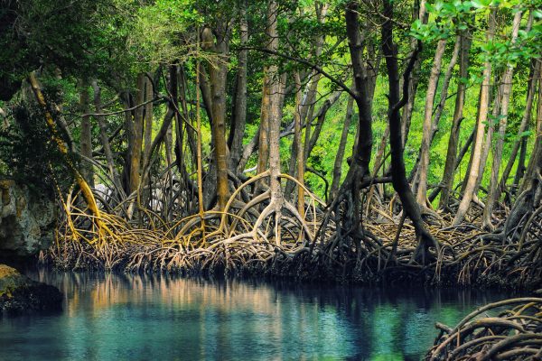 Dominican republic Los Haitises mangroves